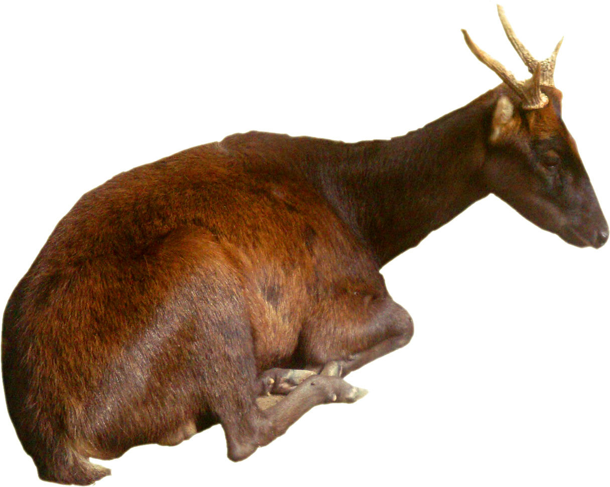Philippine Brown Deer - Philipine Ouse Deer (1230x972), Png Download