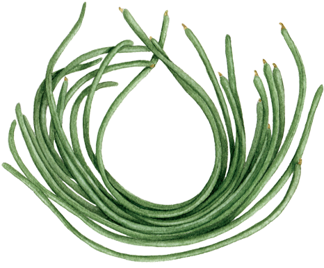 Yard Long Beans - Chives (500x405), Png Download