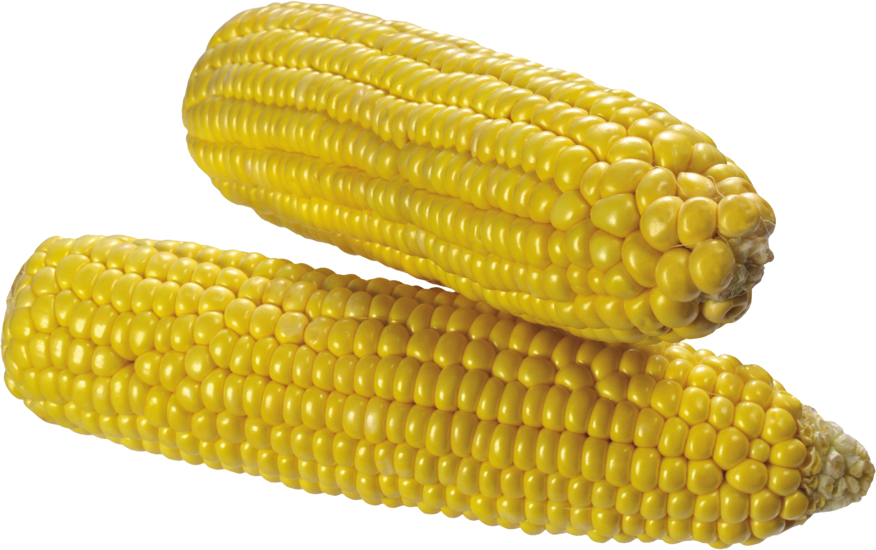 Corn Png Image Corn Png Image - Transparent Background Corn Transparent (3377x2121), Png Download