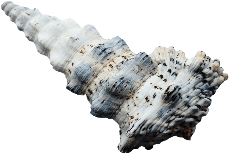 Free Png Seashell Png Images Transparent - Portable Network Graphics (850x587), Png Download