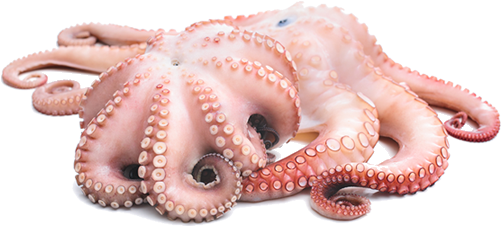 Octopus Png (500x250), Png Download