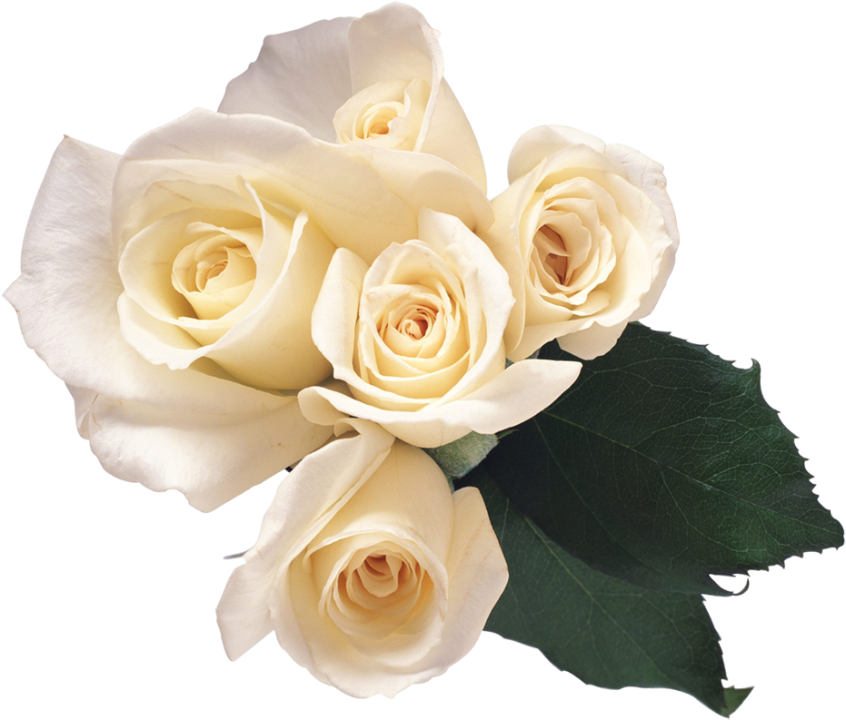 White Roses Png Free (1000x900), Png Download