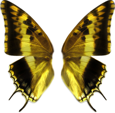 Butterfly Wings Png - Butterfly Wing Transparent Png (400x391), Png Download