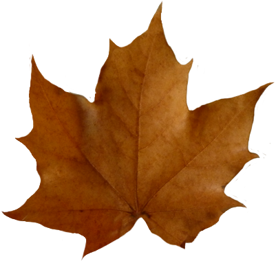 Fall Leaves Clip Art Beautiful Autumn Clipart - Brown Leaf Transparent Background (409x379), Png Download