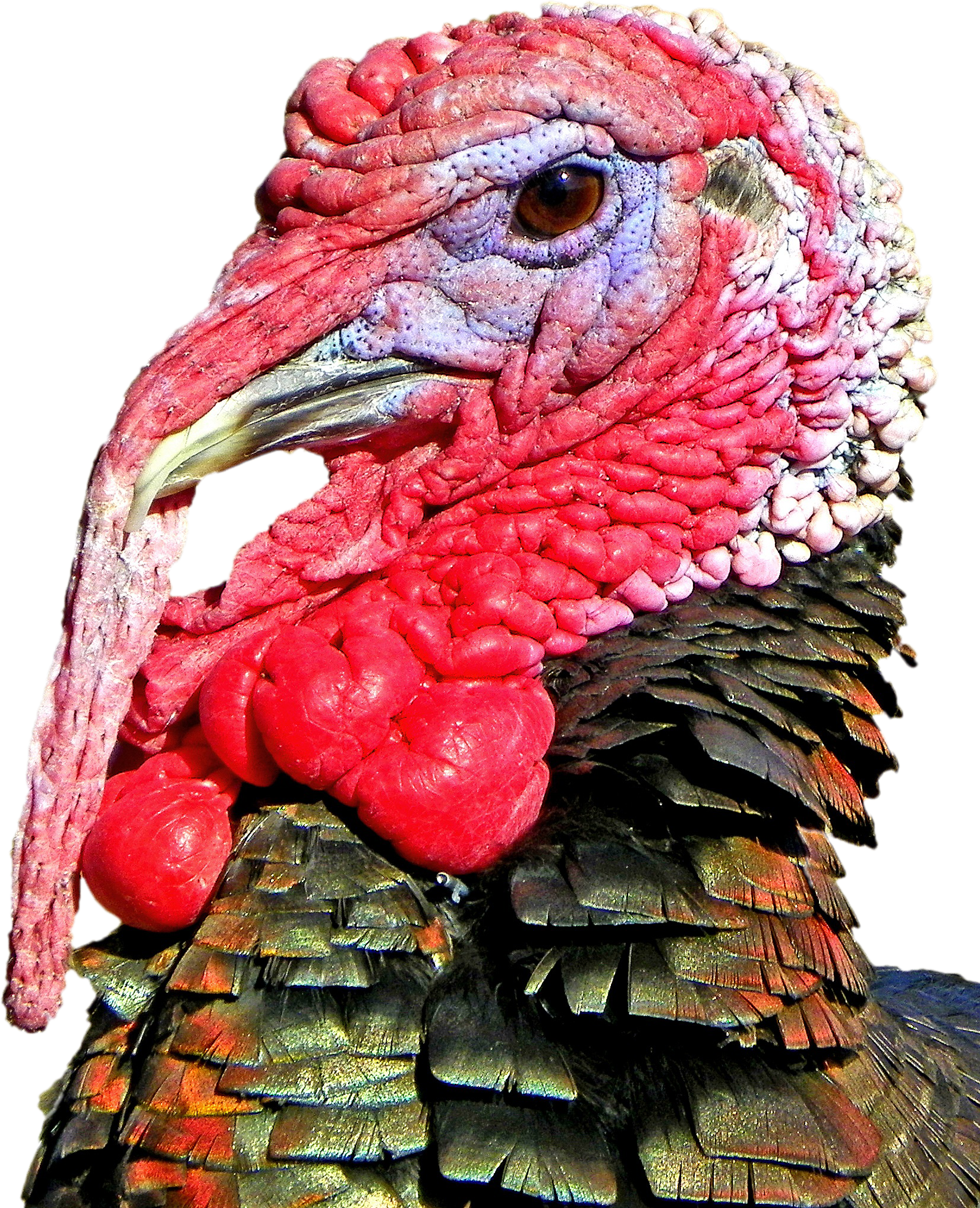 Turkey Head Transparent Background (1649x2031), Png Download