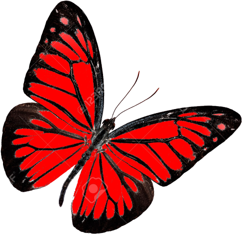 Red Butterfly Transparent Background Png - Transparent Background Red Butterfly (650x556), Png Download