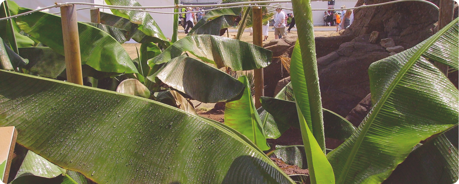 This Is An Old And Effective Method For The Detoxification - Ensete (904x362), Png Download