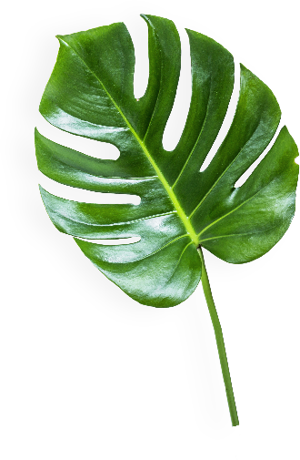 The - Banana Leaf Transparent Background (330x505), Png Download