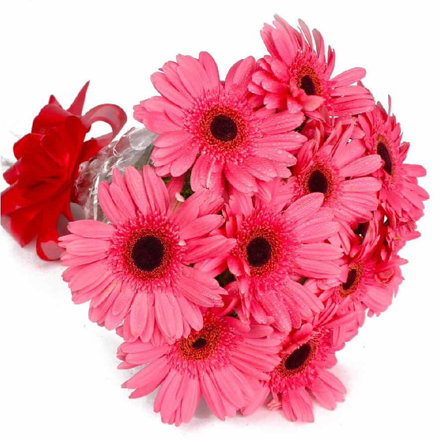 Pink Gerbera - Barberton Daisy (1000x1000), Png Download