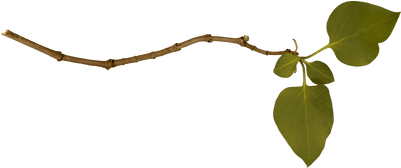 Branches Border (400x400), Png Download