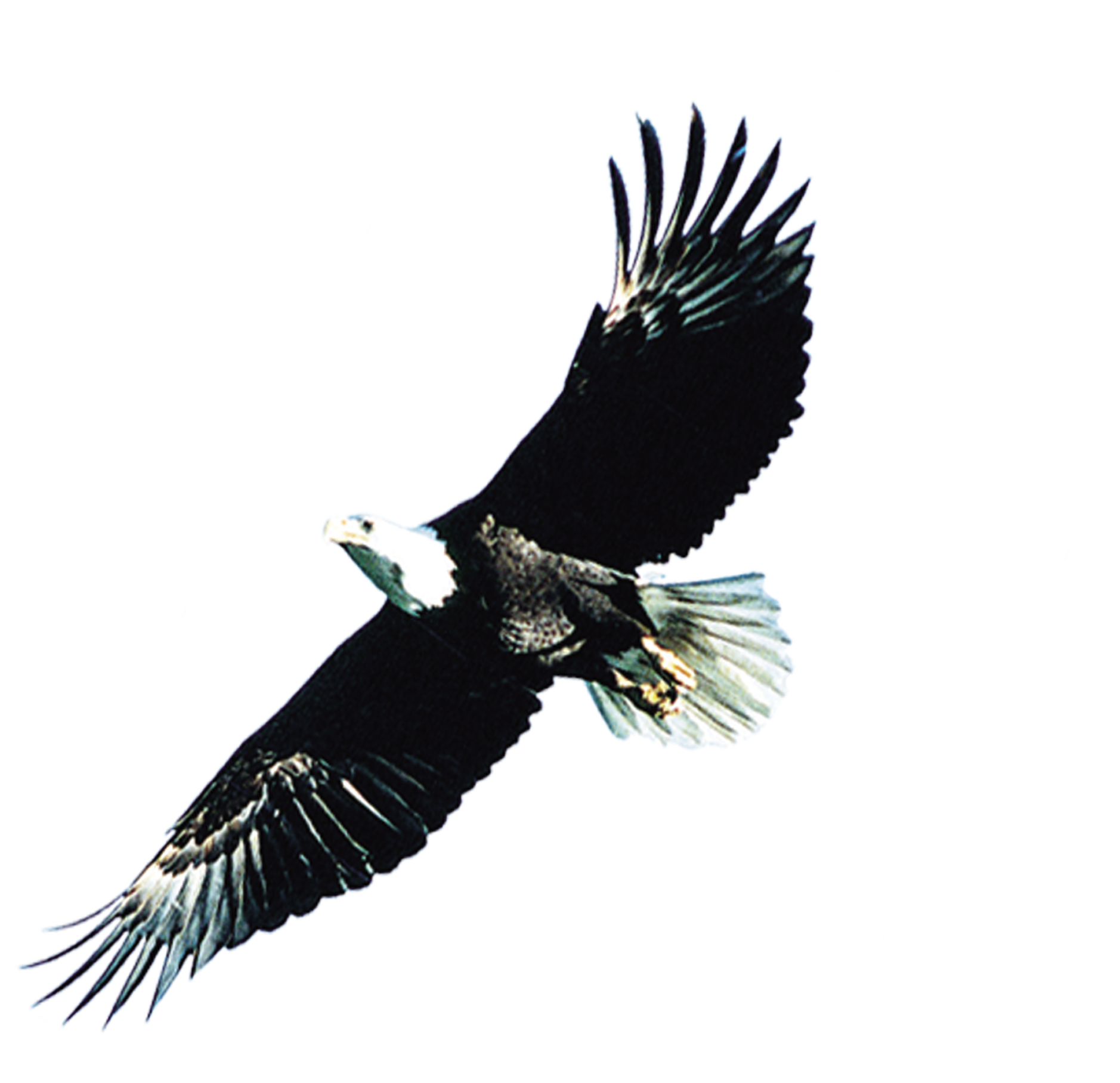 Eagle Wings Png Svg Transparent Download - 雄 鹰 (2268x1857), Png Download