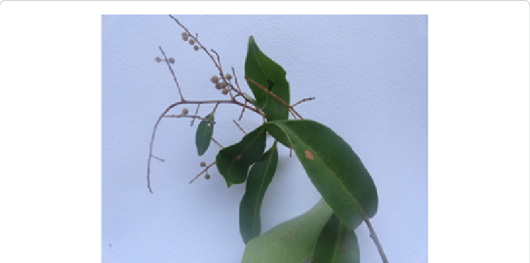 Twig With Fruits - Pharmacognosy Pdf In Hindi (761x378), Png Download