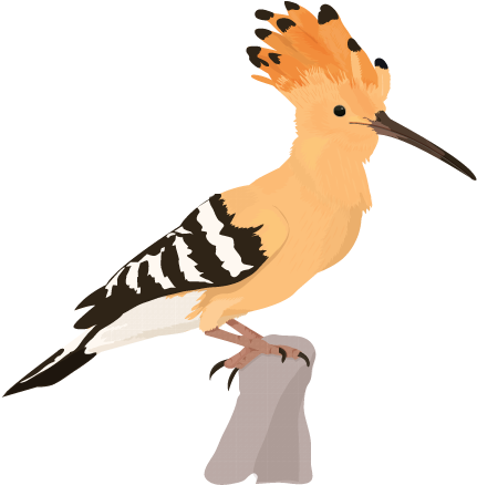 Week / Bird - Hoopoe Clipart (600x520), Png Download