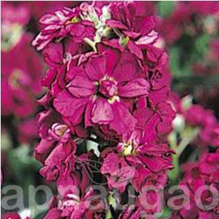 Stock F1 Vintage Flower (600x315), Png Download