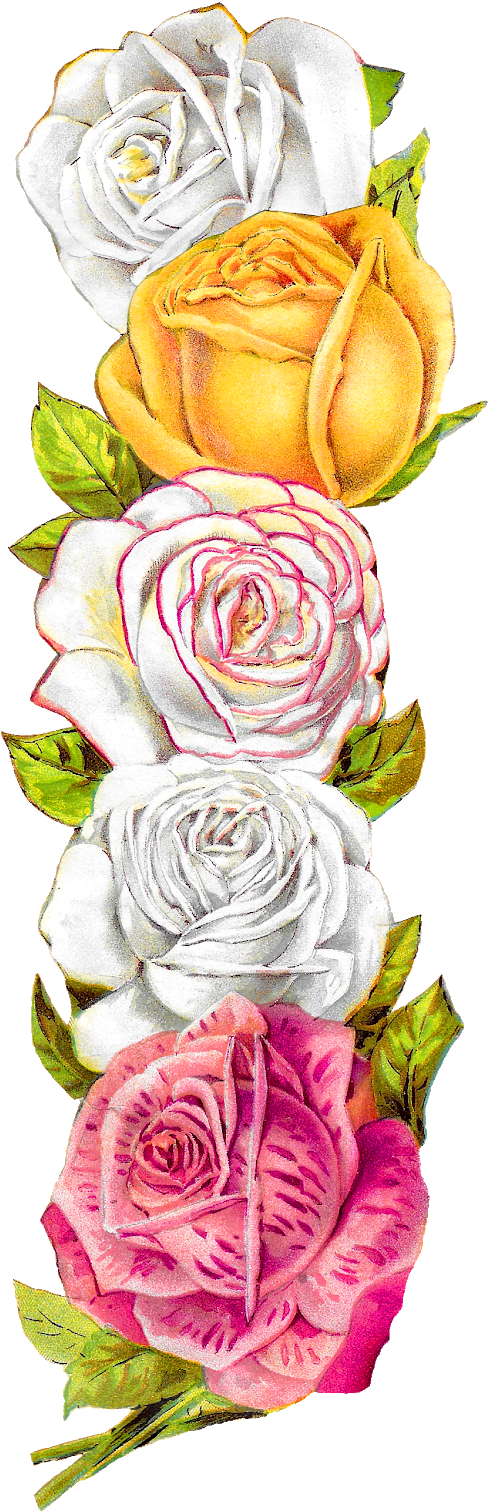 Posted On The Graphics Monarch, There Is A Pretty, - Graphics (561x1600), Png Download