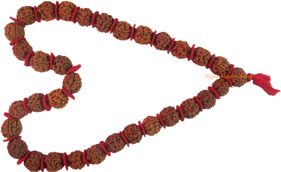 Kanthas Rudraksha Collection - Rudraksha (600x375), Png Download