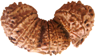 Trijuti Rudraksha Collection - Rudraksh Trijuti Png (600x375), Png Download