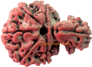 Savar Rudraksha Collection - Savar Upazila (600x375), Png Download