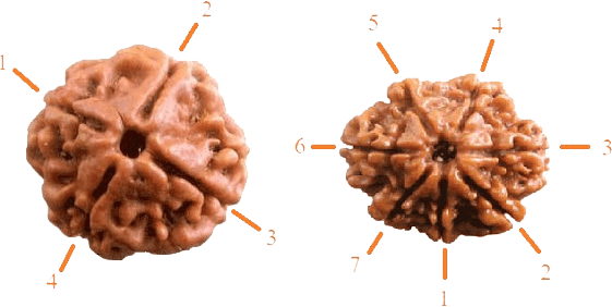 Proper Use Of Rudraksha Is As Important As Using A - 7 Mukhi Rudraksha (561x282), Png Download