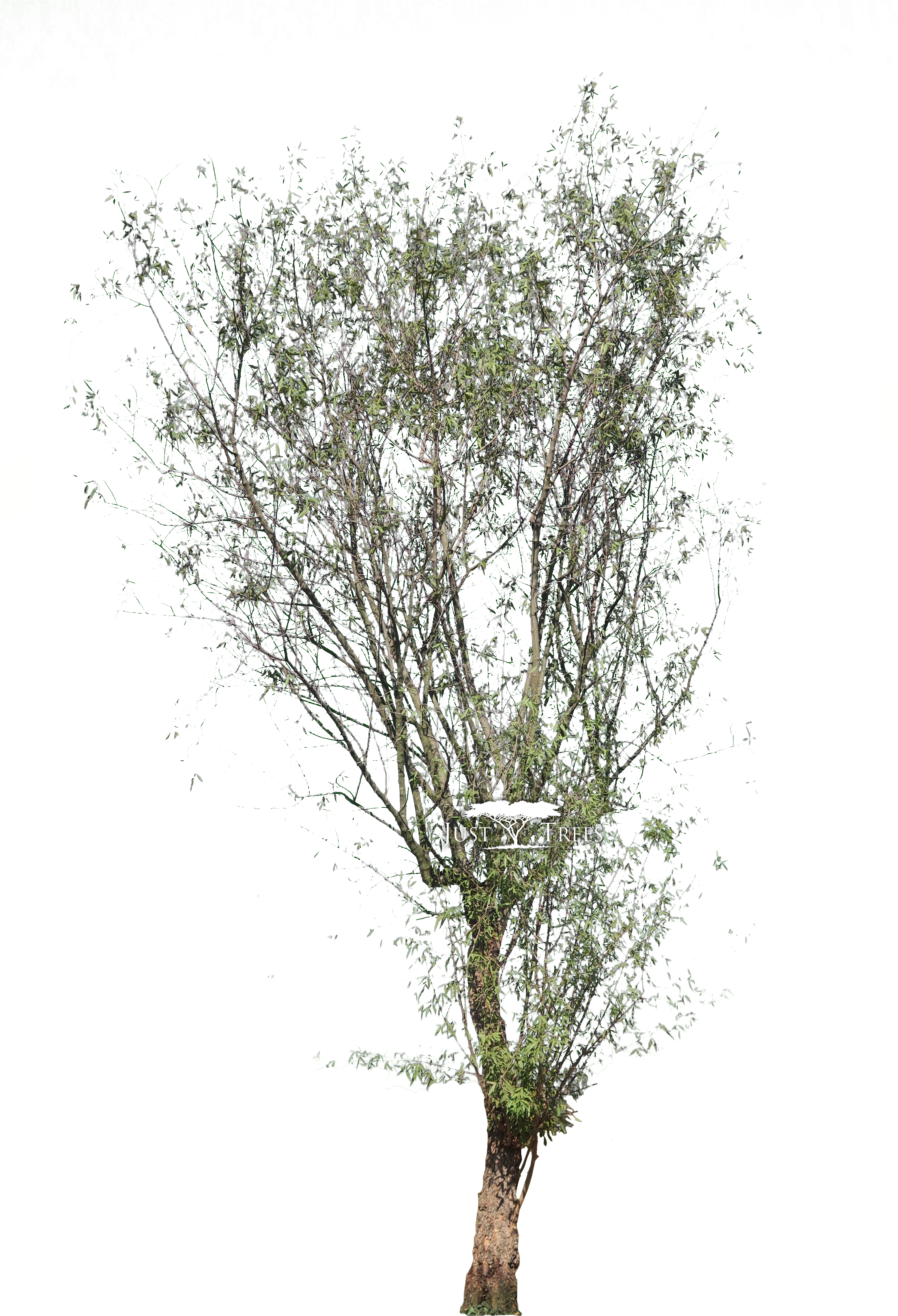 Searcia Pendulina - Searsia Pendulina (2275x3606), Png Download