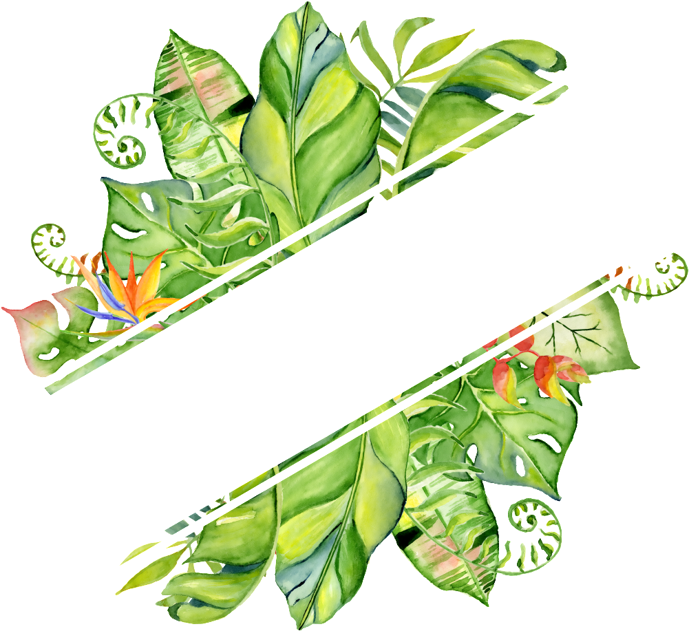 Pintado A Mano En Png Transparente Png Rendering Hojas - Hand Drawn Watercolor Tropical Frame (1024x1024), Png Download