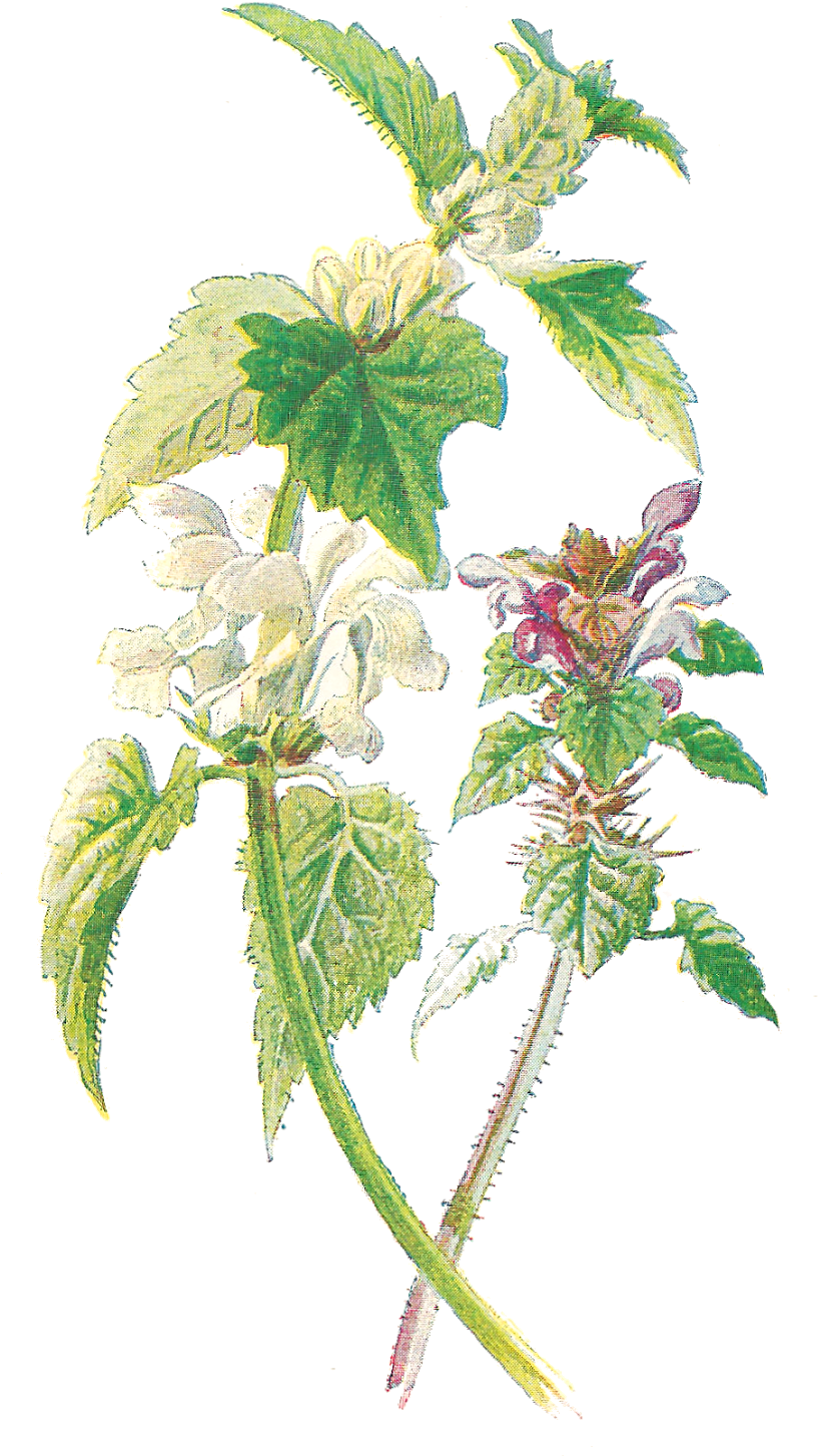 Wildflower Clipart Botanical Illustration - Maria Sibylla Merian Single Flower (948x1600), Png Download