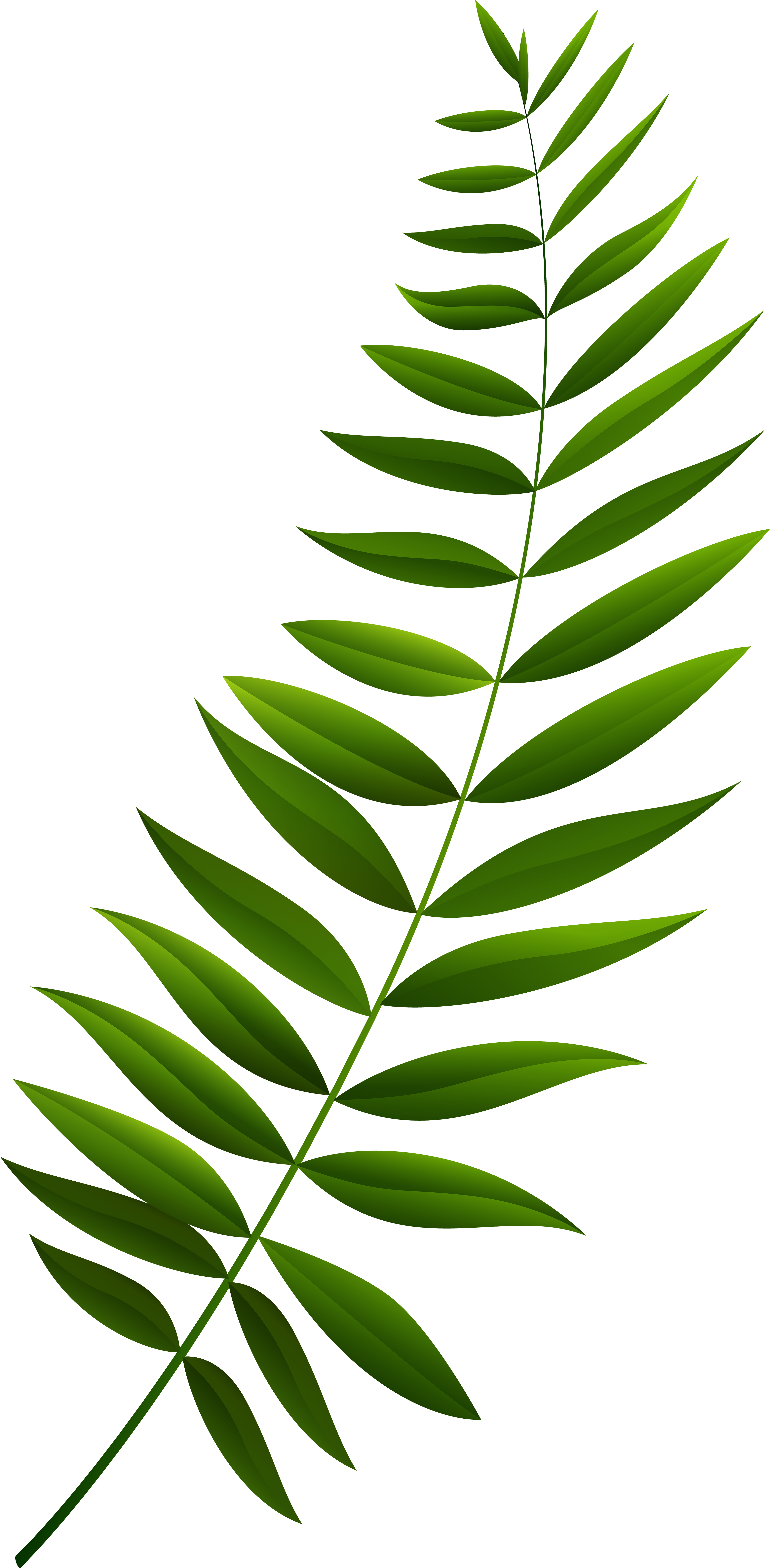 Green Branch Clipart (4068x8000), Png Download