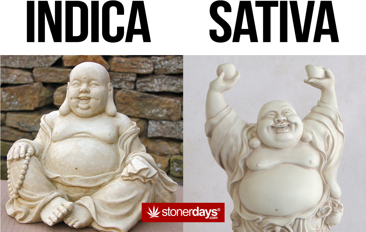 #sativa Who Do You Likepic (1200x902), Png Download