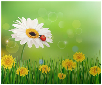 Summer Nature Background With Ladybug On White Flower - Cafepress Summer Nature Background Square Car Magnet (400x400), Png Download