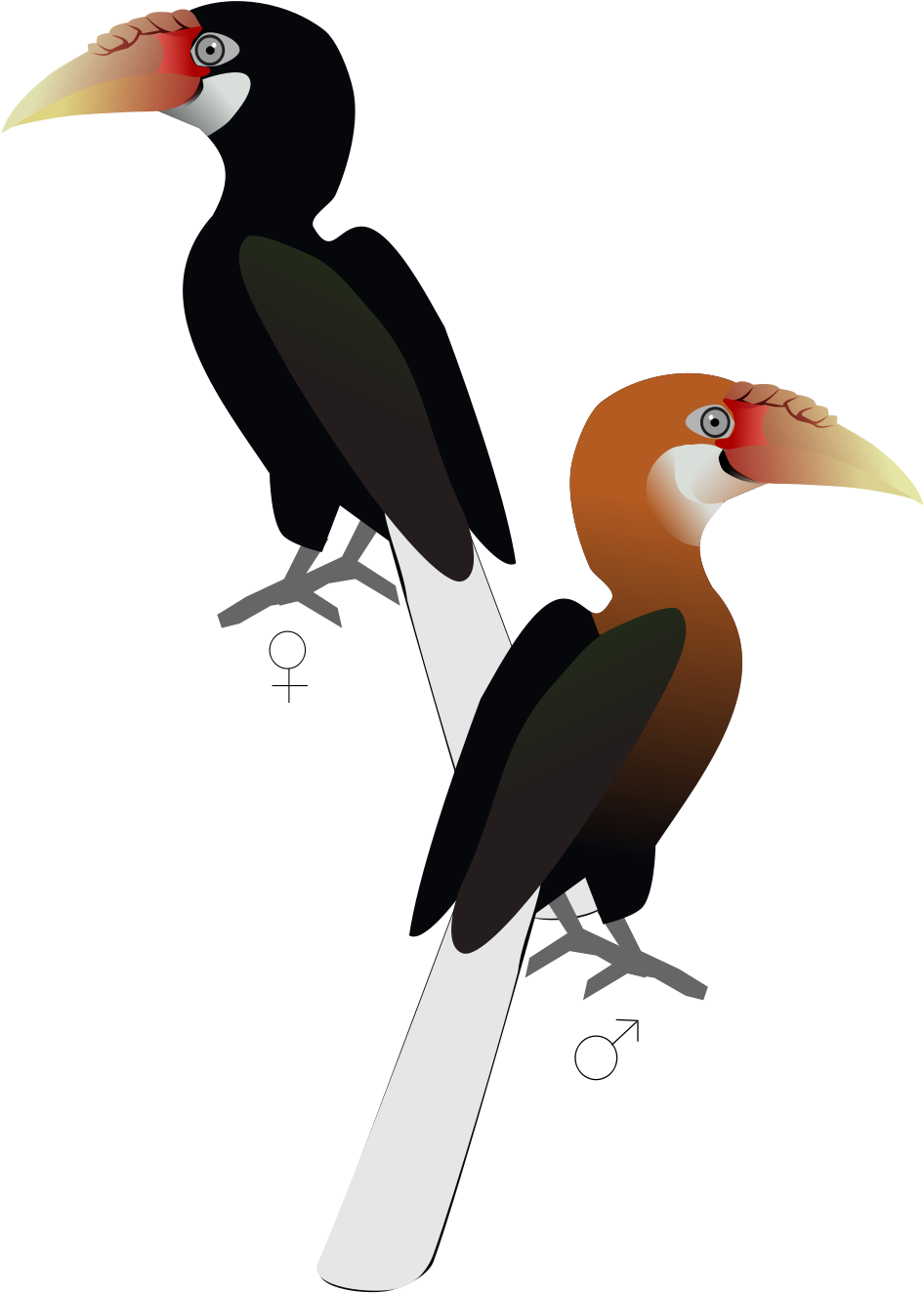 Narcondam Hornbill (1200x1600), Png Download