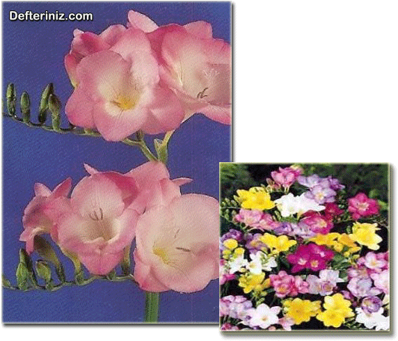 Fresia - - Carnival Freesia Single Bulb Super Mix 100 Pack One (585x503), Png Download
