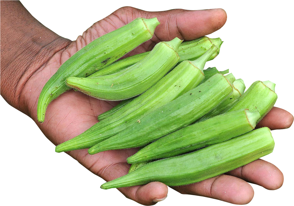 1348 X 913 - Okra Png (1348x913), Png Download