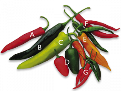 Chilli Peppers - Chili Pepper (400x300), Png Download