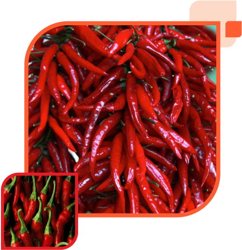 We Are Able To Provide Two Types Of Indian Chillies - Chili Pepper (515x533), Png Download