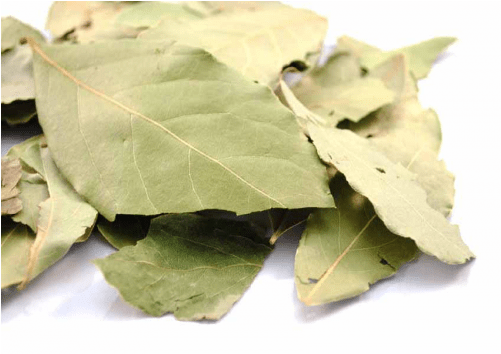 Plant Pathology (500x500), Png Download