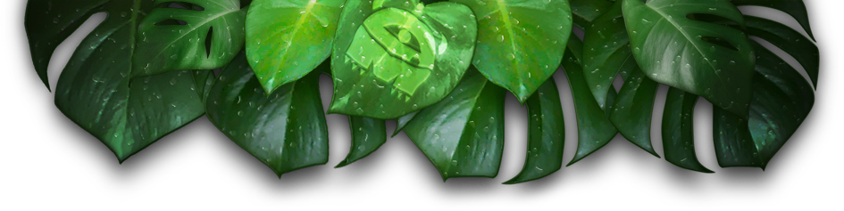 Leavesheader - Dew (945x237), Png Download