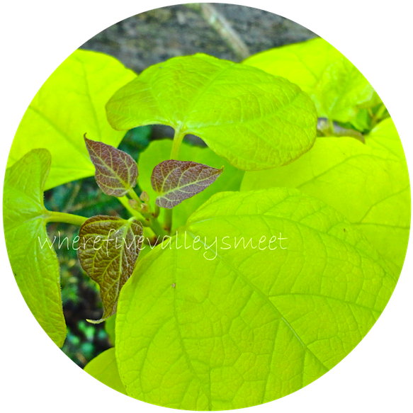 The Striking Fluorescence Of The Catalpa Leaves Viewed - Plant Pathology (600x600), Png Download
