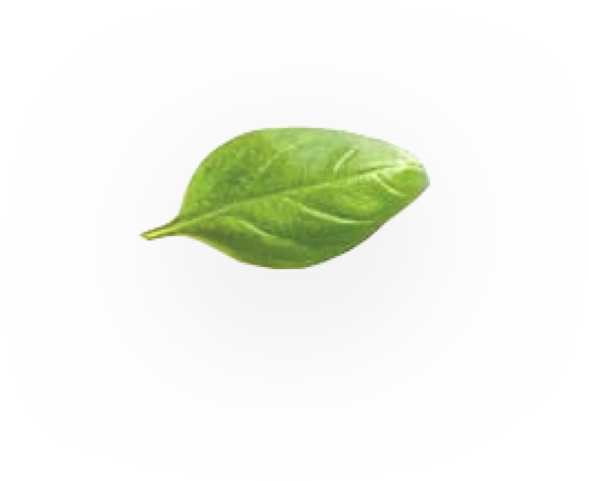 Frequently Asked Questions - American Aspen (534x436), Png Download