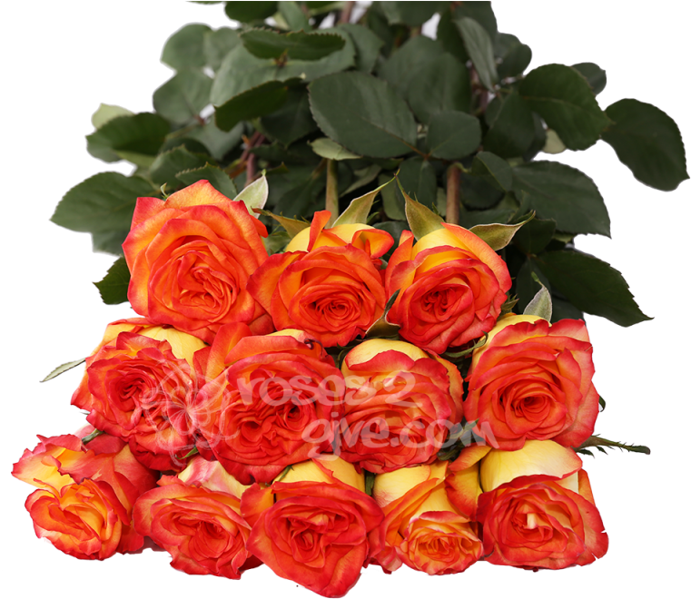 Yellow / Red Bicolor Dozen - Yellow (800x800), Png Download