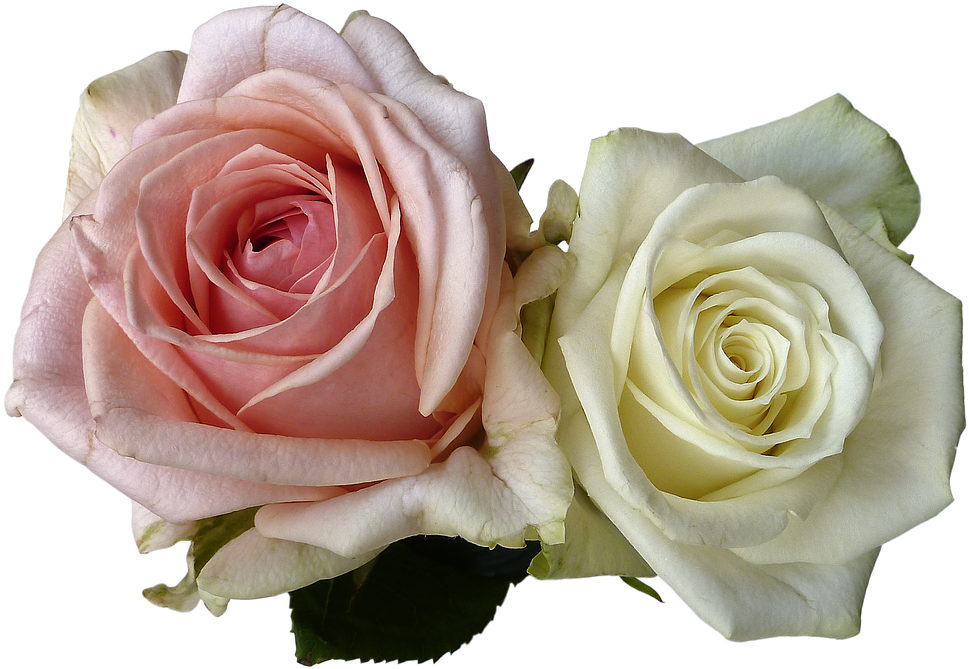 Wedding, Roses, Flowers, Rose Flower, White, Pink - Flores Rosa E Branca Png (1280x853), Png Download