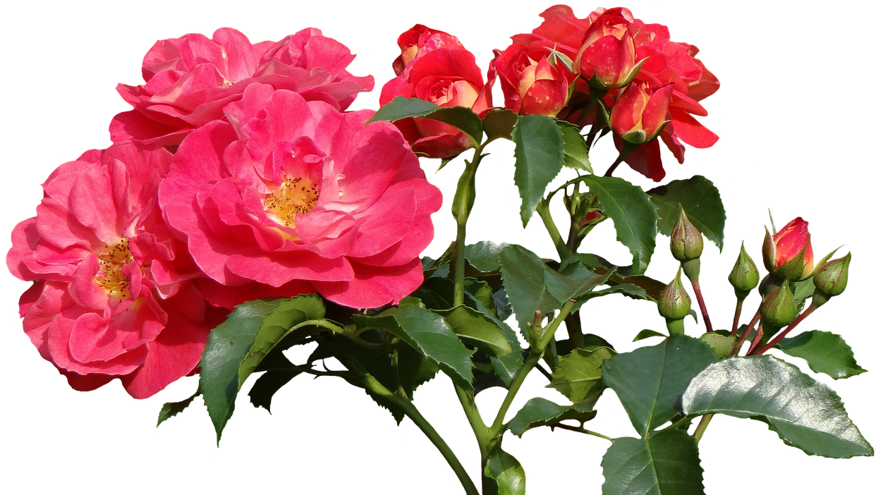 Roses,love,valentine's Day,rose - Garden Roses (1280x719), Png Download