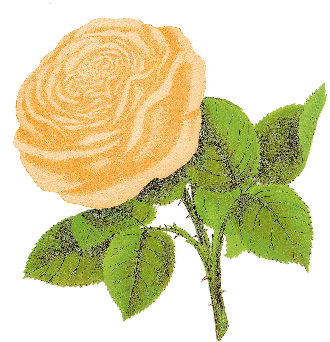 I Can Imagine Any One Of These Pretty Antique Rose - White Roses Illustration Png (1600x1588), Png Download