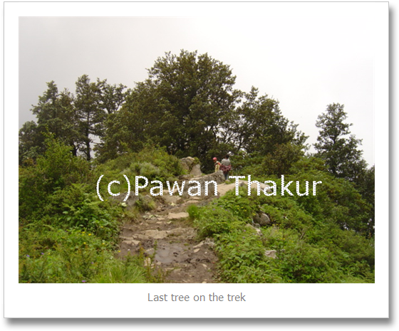 Last Tree On Shrikhand Mahadev Yatra - Larch (580x484), Png Download