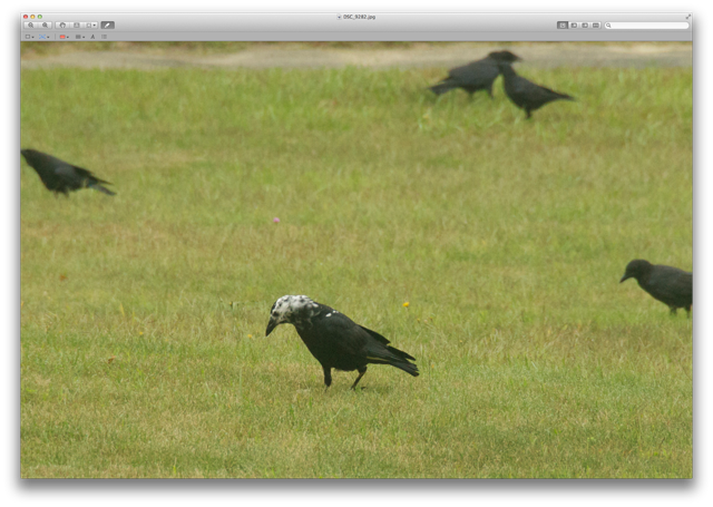 Leucistic Crow - American Crow (640x455), Png Download