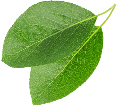 We Buy Green Coffee On The Basis Of Long-standing, - Kornelkirsche Blatt (377x343), Png Download