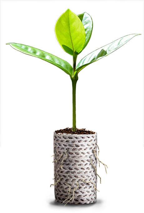Ellepot Plante Frit - Ćuprija (890x694), Png Download