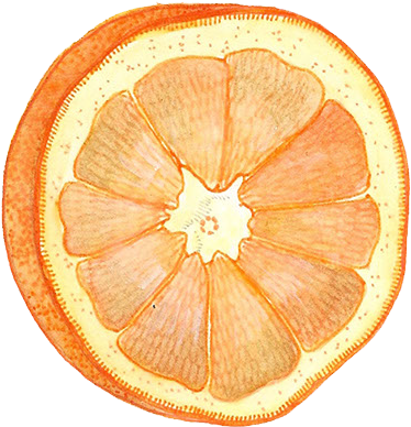 In The End, There Was Too Much To Fit Into The Car, - Tangelo (530x463), Png Download