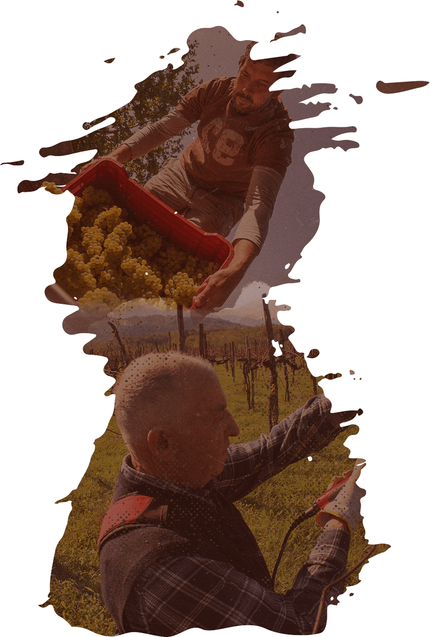 Home Of Great Wines - Lepa Vida Winery (879x1302), Png Download