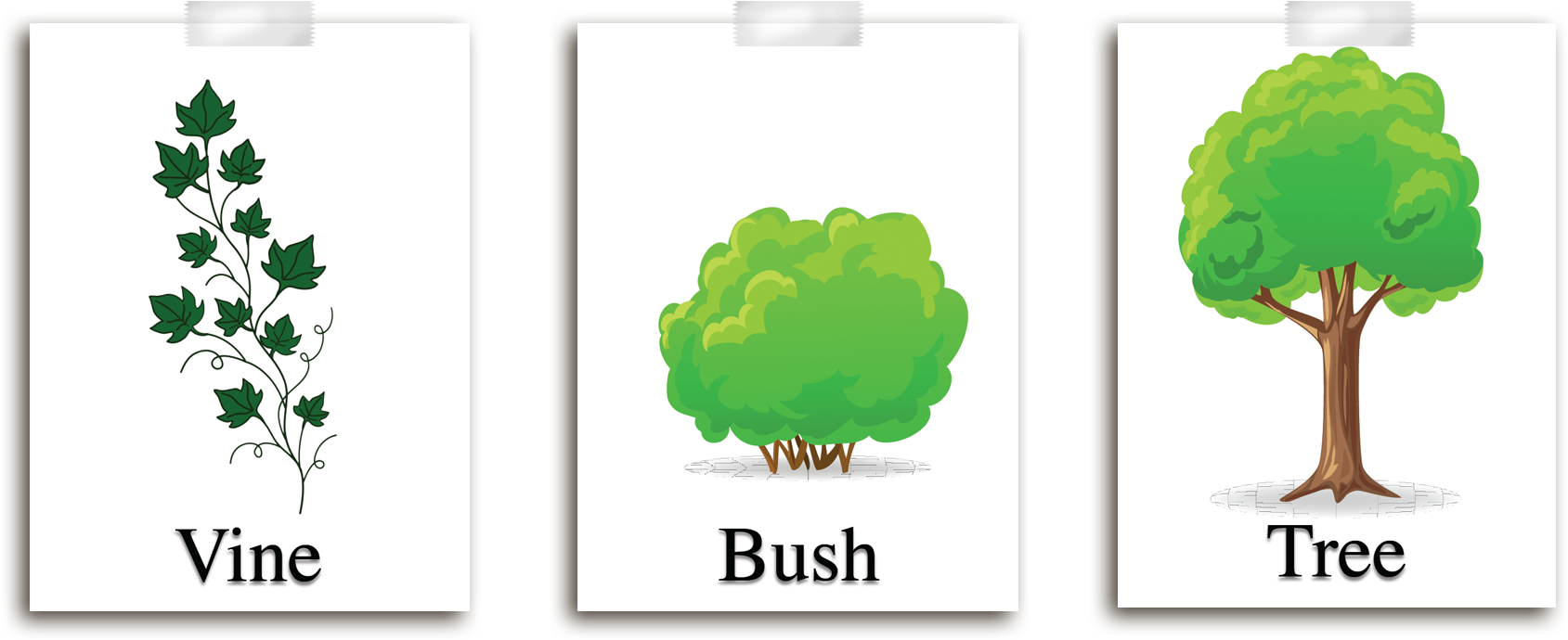 Describe Each Plant To The Students And Explain That - Different Types Of Plants For Grade 1 (1800x900), Png Download