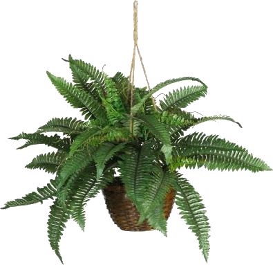 Boston Fern Silk Hanging Basket (395x383), Png Download